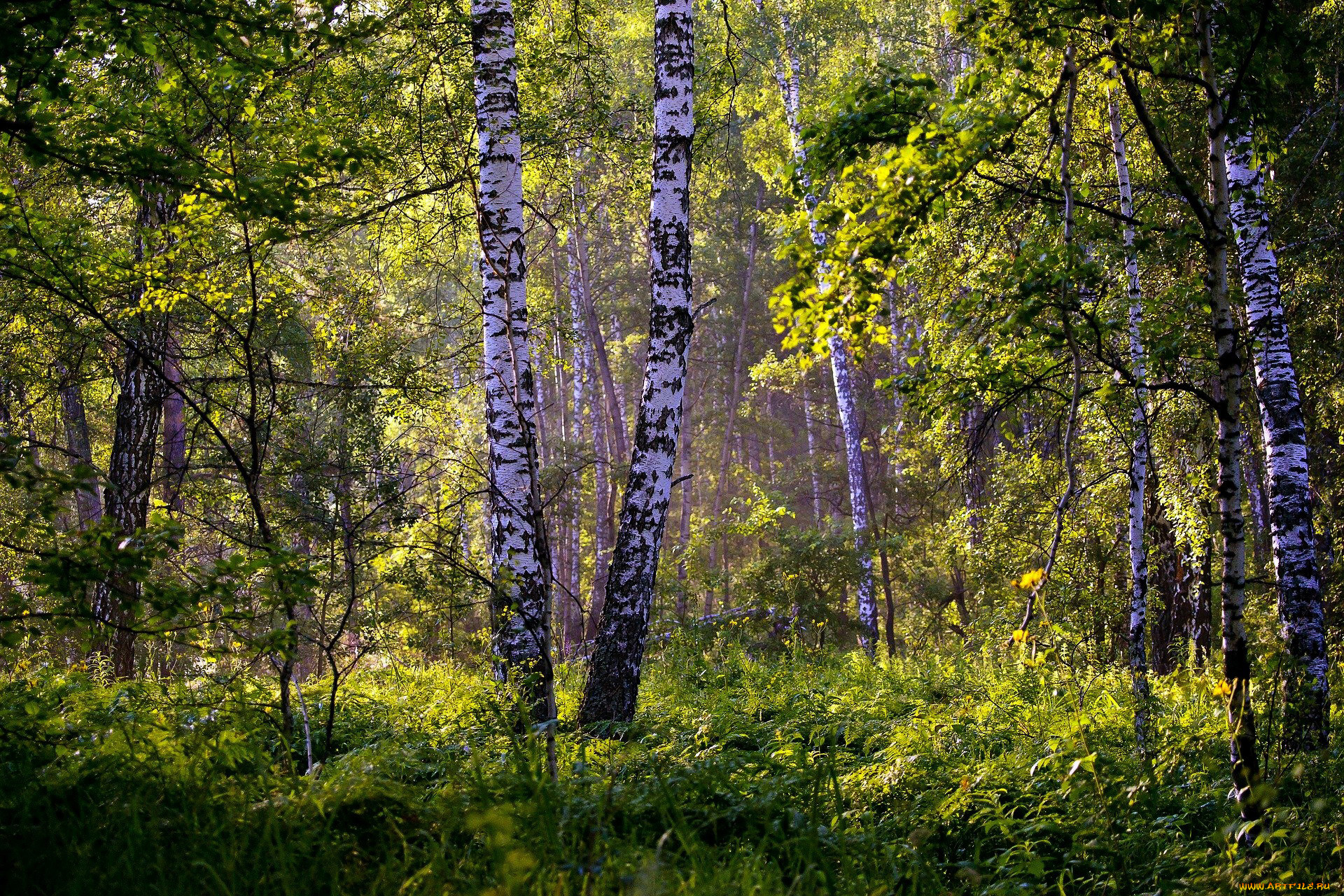 Шишкин березовый лес